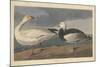 Snow goose, 1837-John James Audubon-Mounted Giclee Print