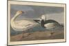 Snow goose, 1837-John James Audubon-Mounted Premium Giclee Print