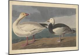 Snow goose, 1837-John James Audubon-Mounted Premium Giclee Print