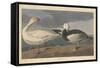 Snow goose, 1837-John James Audubon-Framed Stretched Canvas