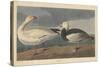 Snow goose, 1837-John James Audubon-Stretched Canvas