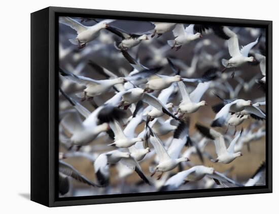 Snow Goose, Anser Caerulescens, Bosque Del Apache, Soccoro, New Mexico, USA-Thorsten Milse-Framed Stretched Canvas