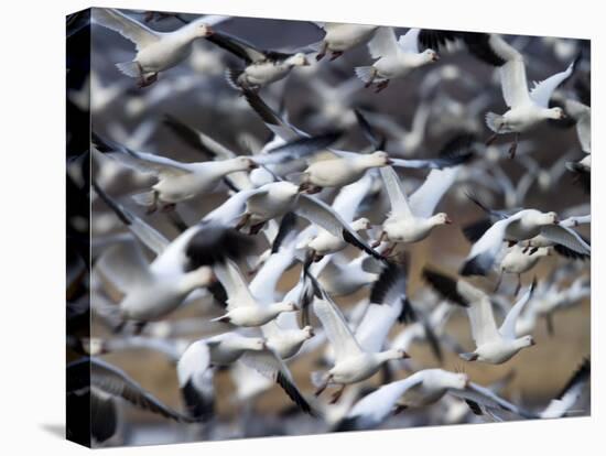 Snow Goose, Anser Caerulescens, Bosque Del Apache, Soccoro, New Mexico, USA-Thorsten Milse-Stretched Canvas