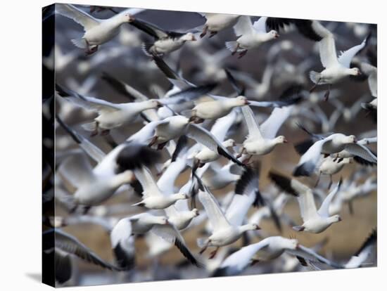 Snow Goose, Anser Caerulescens, Bosque Del Apache, Soccoro, New Mexico, USA-Thorsten Milse-Stretched Canvas