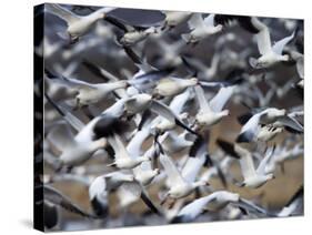 Snow Goose, Anser Caerulescens, Bosque Del Apache, Soccoro, New Mexico, USA-Thorsten Milse-Stretched Canvas