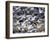 Snow Goose, Anser Caerulescens, Bosque Del Apache, Soccoro, New Mexico, USA-Thorsten Milse-Framed Premium Photographic Print