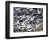 Snow Goose, Anser Caerulescens, Bosque Del Apache, Soccoro, New Mexico, USA-Thorsten Milse-Framed Photographic Print