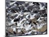 Snow Goose, Anser Caerulescens, Bosque Del Apache, Soccoro, New Mexico, USA-Thorsten Milse-Mounted Photographic Print