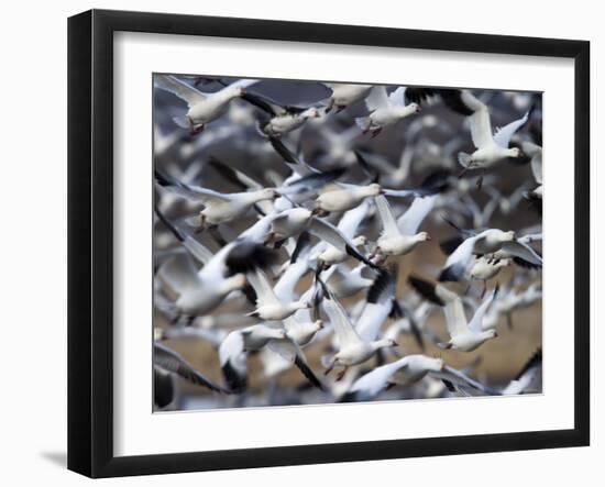 Snow Goose, Anser Caerulescens, Bosque Del Apache, Soccoro, New Mexico, USA-Thorsten Milse-Framed Photographic Print