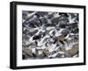 Snow Goose, Anser Caerulescens, Bosque Del Apache, Soccoro, New Mexico, USA-Thorsten Milse-Framed Photographic Print