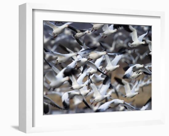 Snow Goose, Anser Caerulescens, Bosque Del Apache, Soccoro, New Mexico, USA-Thorsten Milse-Framed Photographic Print