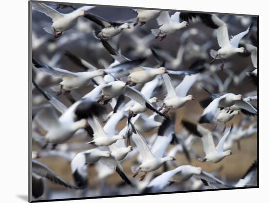 Snow Goose, Anser Caerulescens, Bosque Del Apache, Soccoro, New Mexico, USA-Thorsten Milse-Mounted Photographic Print