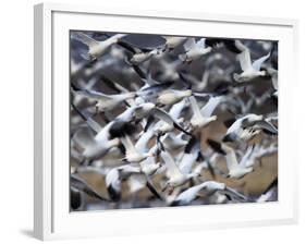 Snow Goose, Anser Caerulescens, Bosque Del Apache, Soccoro, New Mexico, USA-Thorsten Milse-Framed Photographic Print