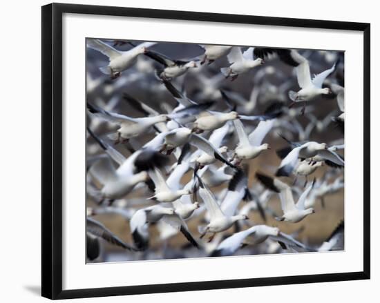 Snow Goose, Anser Caerulescens, Bosque Del Apache, Soccoro, New Mexico, USA-Thorsten Milse-Framed Photographic Print