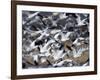 Snow Goose, Anser Caerulescens, Bosque Del Apache, Soccoro, New Mexico, USA-Thorsten Milse-Framed Photographic Print