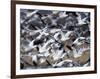 Snow Goose, Anser Caerulescens, Bosque Del Apache, Soccoro, New Mexico, USA-Thorsten Milse-Framed Photographic Print