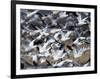 Snow Goose, Anser Caerulescens, Bosque Del Apache, Soccoro, New Mexico, USA-Thorsten Milse-Framed Photographic Print