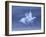 Snow Goose, (Anser Caerulescens), Bosque Del Apache, Soccoro, New Mexico, USA-Thorsten Milse-Framed Photographic Print