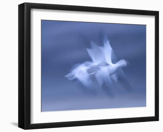 Snow Goose, (Anser Caerulescens), Bosque Del Apache, Soccoro, New Mexico, USA-Thorsten Milse-Framed Photographic Print