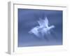 Snow Goose, (Anser Caerulescens), Bosque Del Apache, Soccoro, New Mexico, USA-Thorsten Milse-Framed Photographic Print