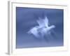 Snow Goose, (Anser Caerulescens), Bosque Del Apache, Soccoro, New Mexico, USA-Thorsten Milse-Framed Photographic Print