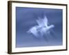 Snow Goose, (Anser Caerulescens), Bosque Del Apache, Soccoro, New Mexico, USA-Thorsten Milse-Framed Photographic Print