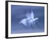 Snow Goose, (Anser Caerulescens), Bosque Del Apache, Soccoro, New Mexico, USA-Thorsten Milse-Framed Photographic Print