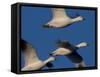Snow Goose (Anser Caerulescens), Bosque Del Apache, Socorro, New Mexico, USA-Thorsten Milse-Framed Stretched Canvas
