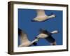 Snow Goose (Anser Caerulescens), Bosque Del Apache, Socorro, New Mexico, USA-Thorsten Milse-Framed Photographic Print