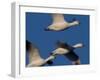 Snow Goose (Anser Caerulescens), Bosque Del Apache, Socorro, New Mexico, USA-Thorsten Milse-Framed Photographic Print