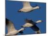 Snow Goose (Anser Caerulescens), Bosque Del Apache, Socorro, New Mexico, USA-Thorsten Milse-Mounted Photographic Print