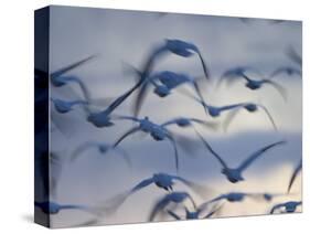 Snow Goose (Anser Caerulescens), Bosque Del Apache, Socorro, New Mexico, USA-Thorsten Milse-Stretched Canvas