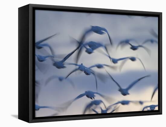 Snow Goose (Anser Caerulescens), Bosque Del Apache, Socorro, New Mexico, USA-Thorsten Milse-Framed Stretched Canvas