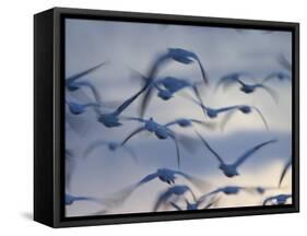 Snow Goose (Anser Caerulescens), Bosque Del Apache, Socorro, New Mexico, USA-Thorsten Milse-Framed Stretched Canvas