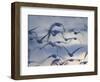 Snow Goose (Anser Caerulescens), Bosque Del Apache, Socorro, New Mexico, USA-Thorsten Milse-Framed Photographic Print