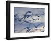 Snow Goose (Anser Caerulescens), Bosque Del Apache, Socorro, New Mexico, USA-Thorsten Milse-Framed Photographic Print