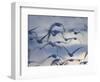 Snow Goose (Anser Caerulescens), Bosque Del Apache, Socorro, New Mexico, USA-Thorsten Milse-Framed Photographic Print