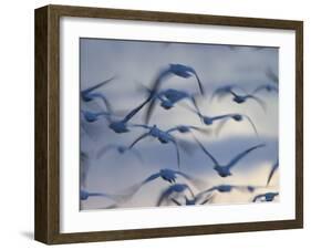 Snow Goose (Anser Caerulescens), Bosque Del Apache, Socorro, New Mexico, USA-Thorsten Milse-Framed Photographic Print