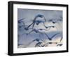 Snow Goose (Anser Caerulescens), Bosque Del Apache, Socorro, New Mexico, USA-Thorsten Milse-Framed Photographic Print