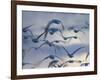 Snow Goose (Anser Caerulescens), Bosque Del Apache, Socorro, New Mexico, USA-Thorsten Milse-Framed Photographic Print