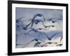 Snow Goose (Anser Caerulescens), Bosque Del Apache, Socorro, New Mexico, USA-Thorsten Milse-Framed Photographic Print