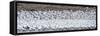 Snow goose (Anser caerulescens) colony in lake, Bosque del Apache National Wildlife Refuge, New...-Panoramic Images-Framed Stretched Canvas