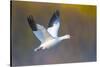 Snow goose (Anser caerulescens) during flight, Soccoro, New Mexico, USA-Panoramic Images-Stretched Canvas