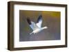 Snow goose (Anser caerulescens) during flight, Soccoro, New Mexico, USA-Panoramic Images-Framed Photographic Print