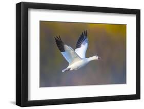 Snow goose (Anser caerulescens) during flight, Soccoro, New Mexico, USA-Panoramic Images-Framed Photographic Print