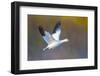 Snow goose (Anser caerulescens) during flight, Soccoro, New Mexico, USA-Panoramic Images-Framed Photographic Print