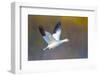 Snow goose (Anser caerulescens) during flight, Soccoro, New Mexico, USA-Panoramic Images-Framed Photographic Print