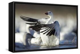 Snow Goose, Bosque Del Apache National Wildlife Refuge, New Mexico-Paul Souders-Framed Stretched Canvas