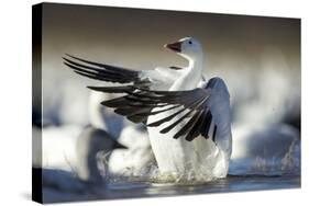 Snow Goose, Bosque Del Apache National Wildlife Refuge, New Mexico-Paul Souders-Stretched Canvas