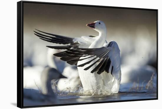 Snow Goose, Bosque Del Apache National Wildlife Refuge, New Mexico-Paul Souders-Framed Stretched Canvas